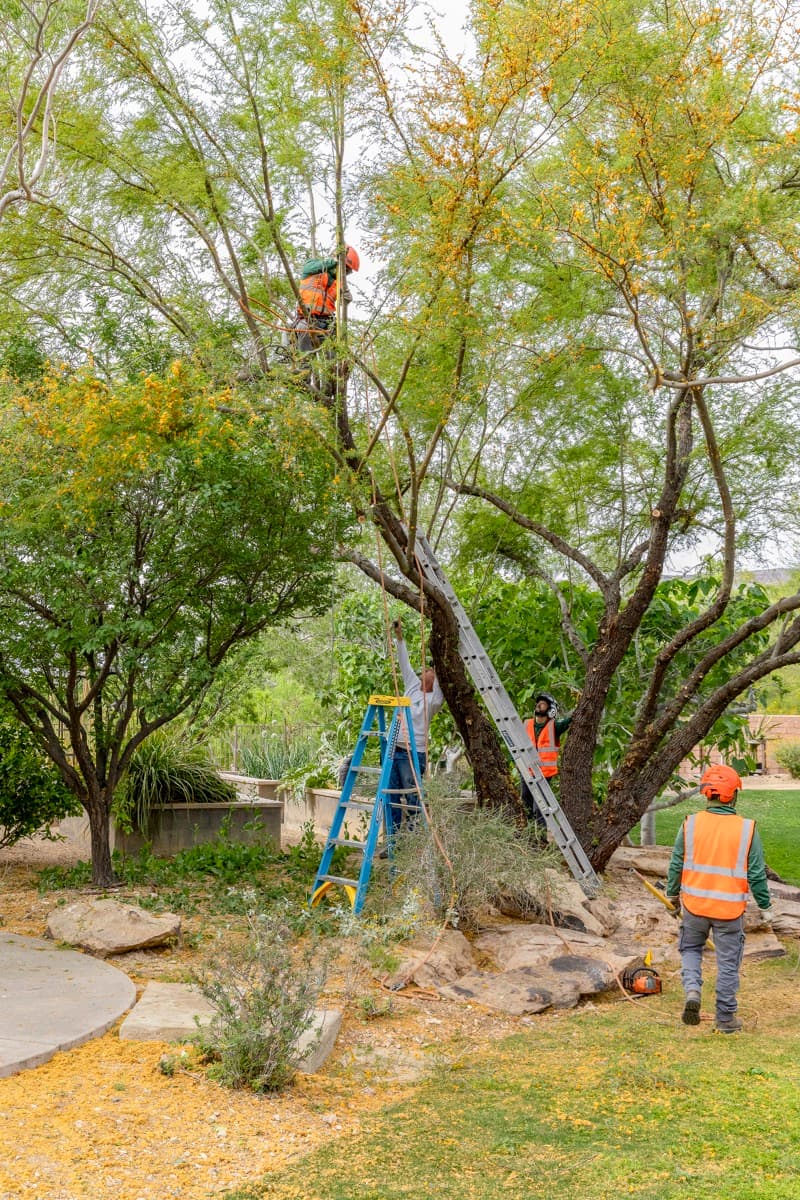4 Popular Trees to Plant in Las Vegas