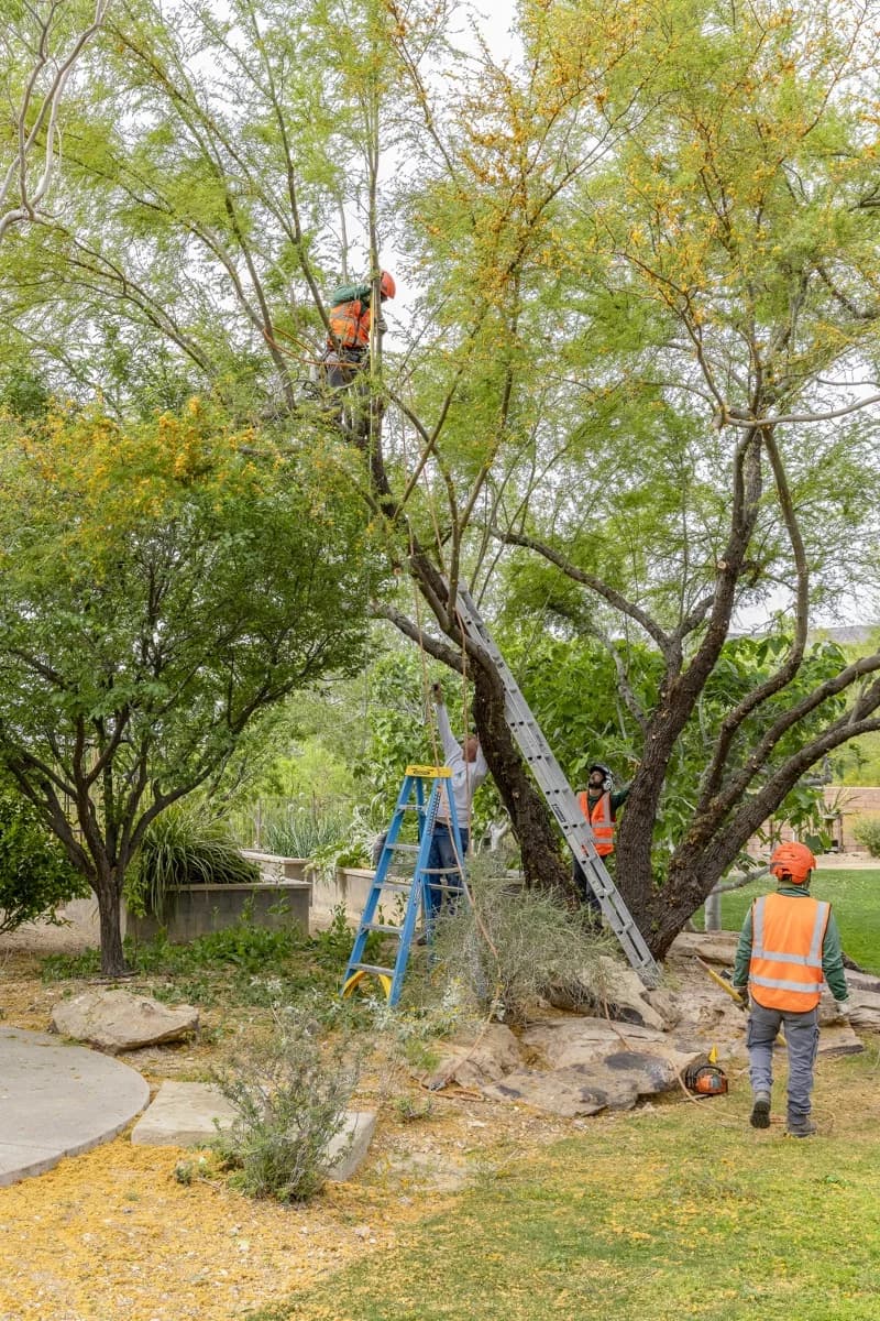 4 Popular Trees to Plant in Las Vegas