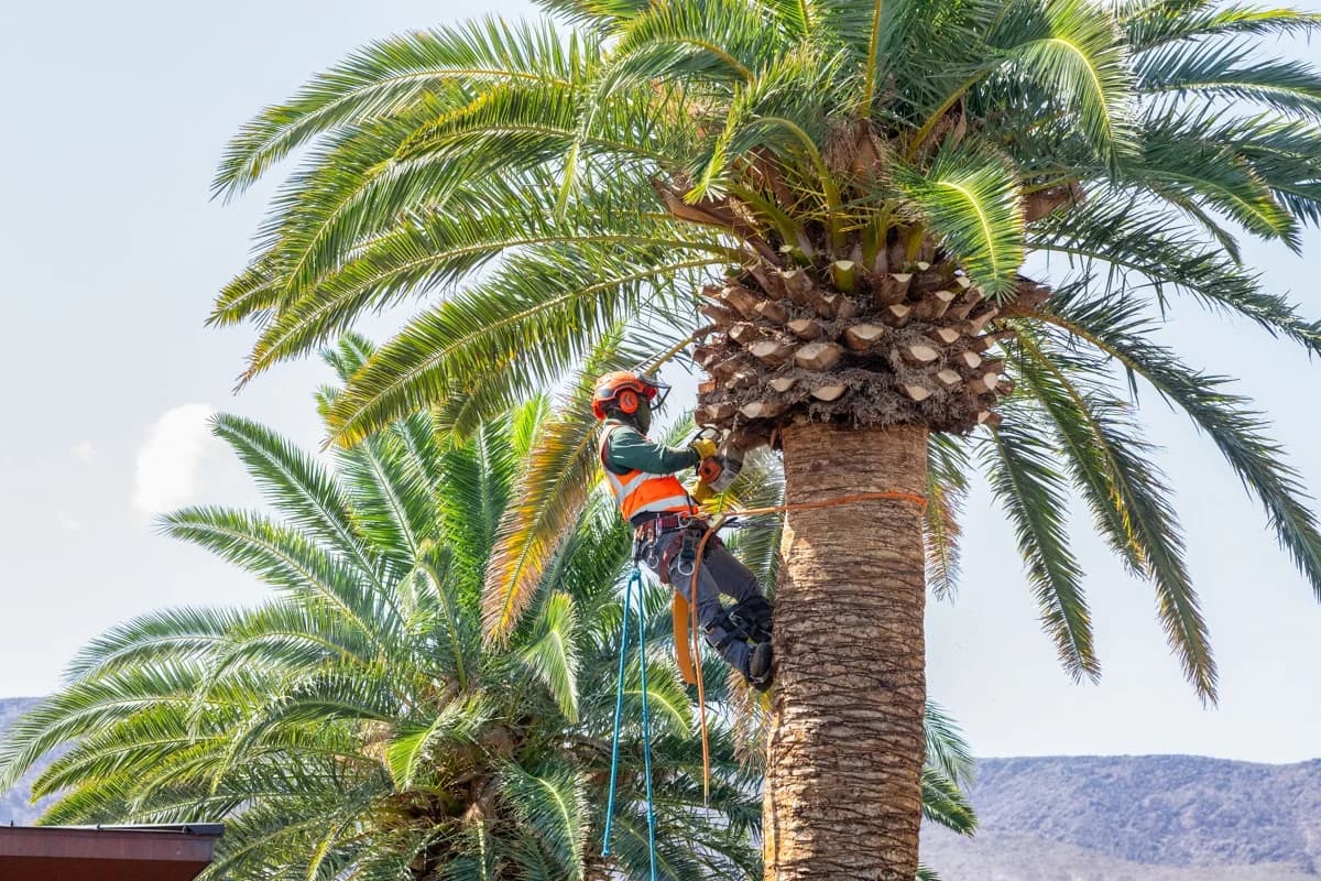 5 Tips for Choosing the Right Tree Removal Service in Summer