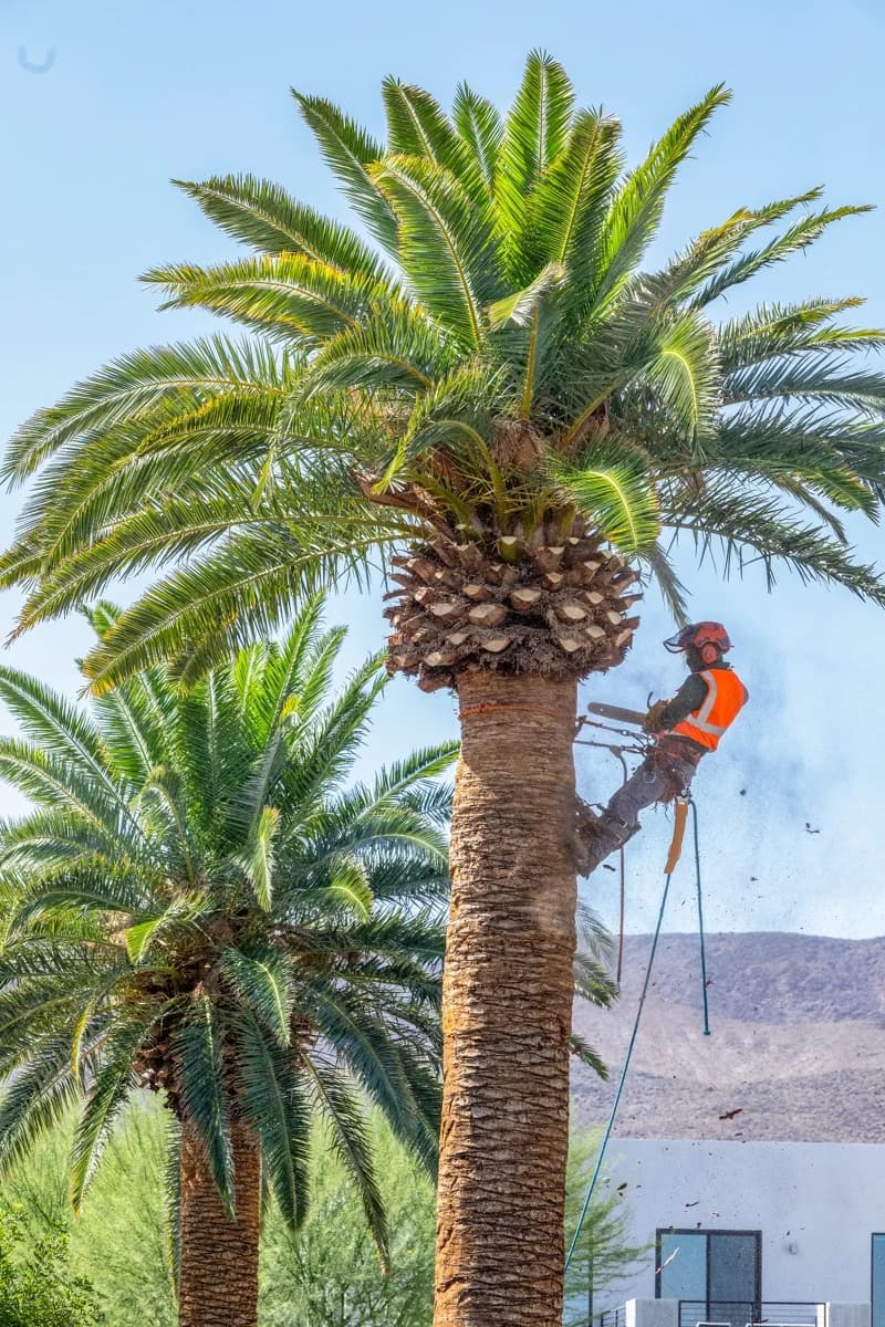 6 Benefits of Hiring Professionals for Emergency Tree Removal