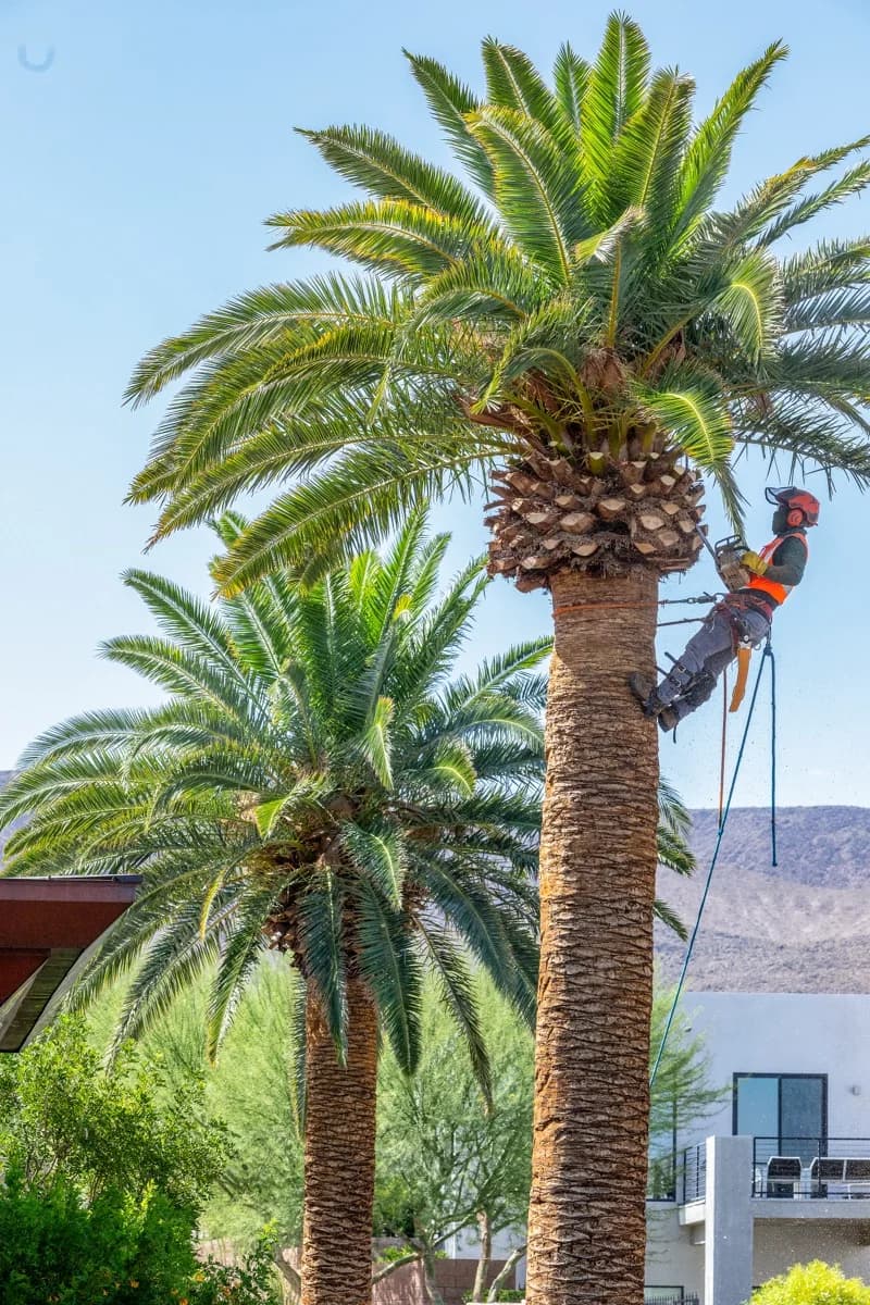 6 Tree Removal Issues and Solutions