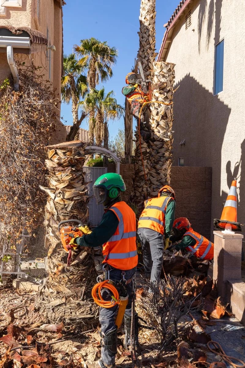 The Complete Guide to Tree Care in the Las Vegas Desert Climate