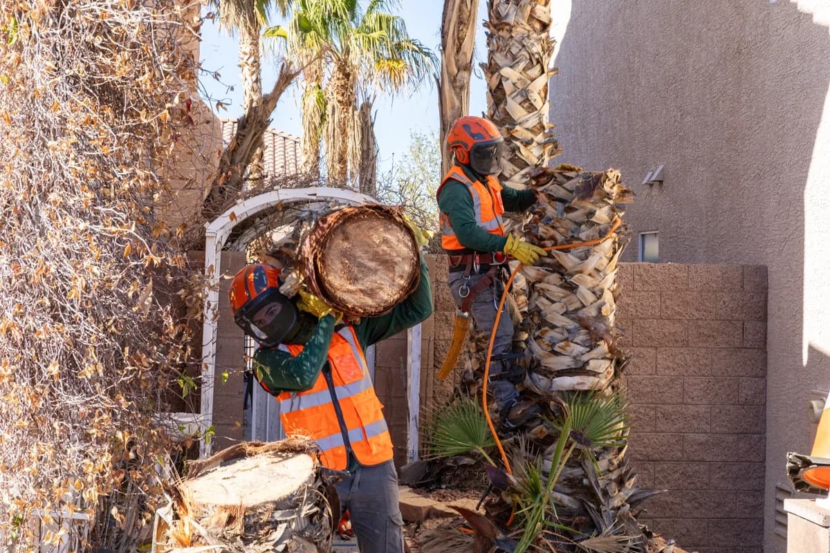 Complete Guide to Tree Service in Las Vegas Valley