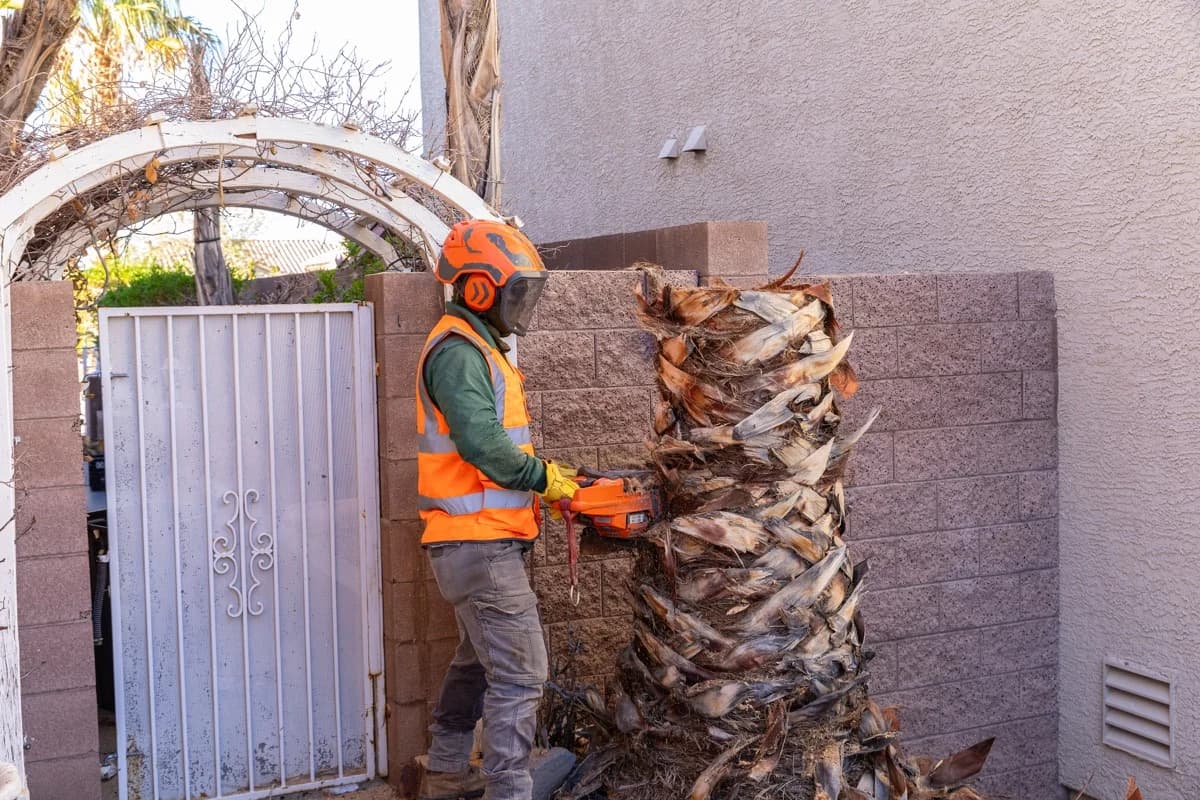 Emergency Tree Service: What Las Vegas Homeowners Should Know