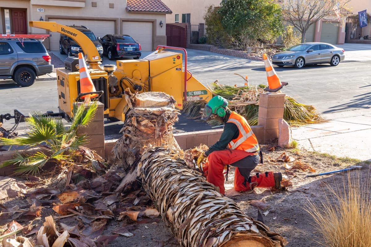 Get Your Trees Checked While Dormant to Avoid Damage in the Future