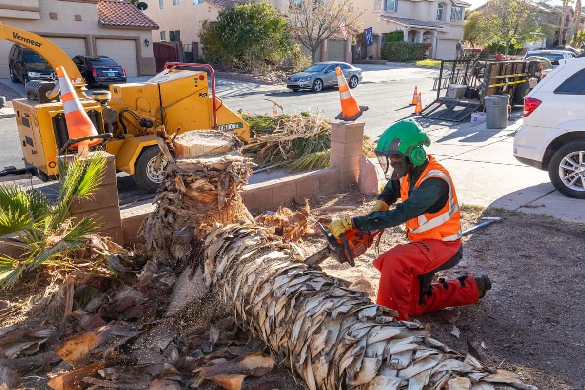 How to Know When Your Tree Needs Professional Care