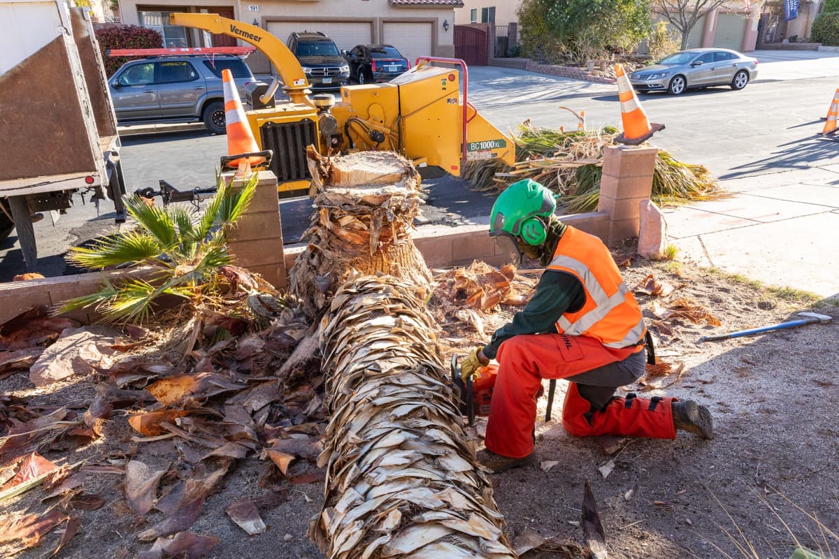 How to Prevent Crooked Tree Growth