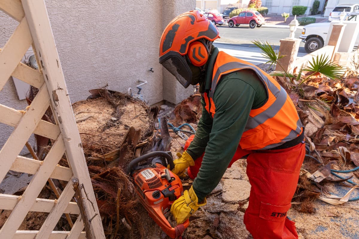 The Importance of Pruning Trees During the Summer
