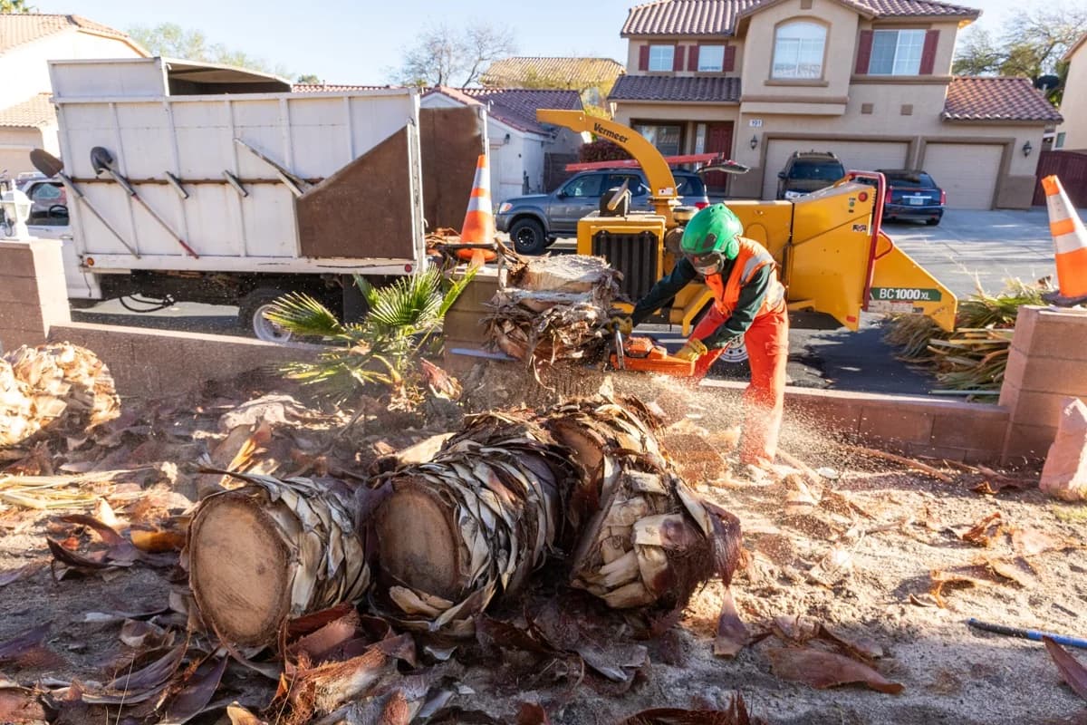 Why Fall Is a Great Time to Plant Trees