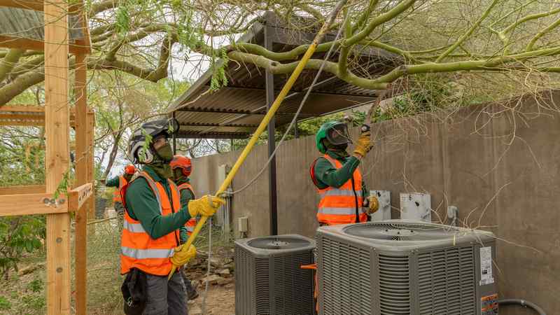7 Signs Your Las Vegas Tree Is Diseased or Dying