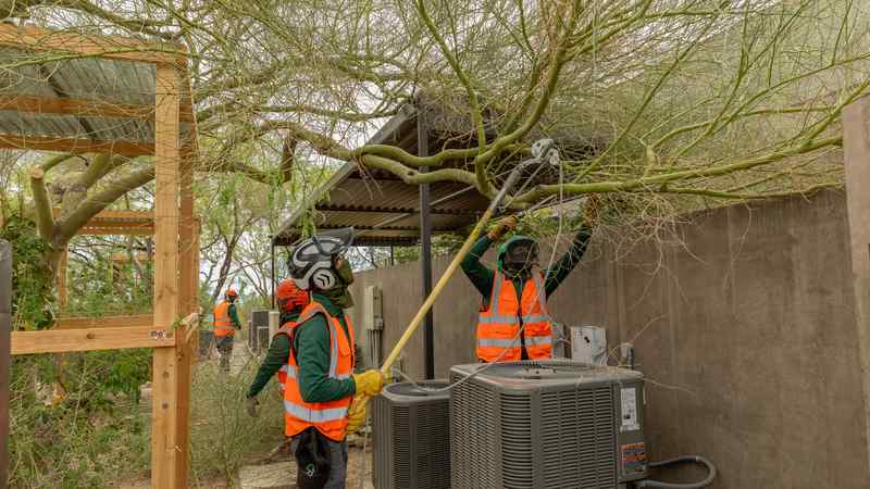 Best Trees to Plant in Las Vegas for Shade and Privacy