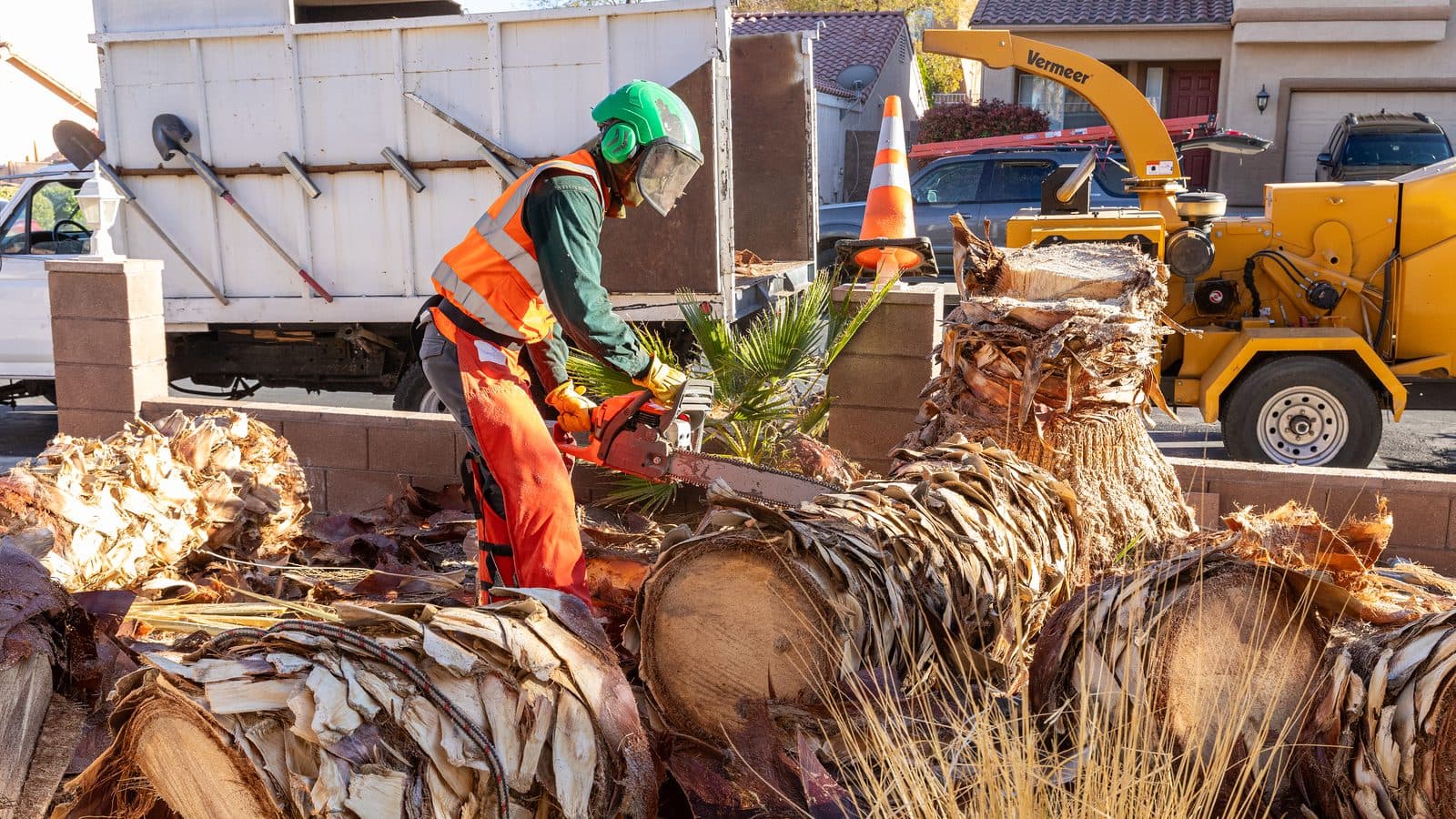 Tree service crew member in a helmet, face shield, safety vest and chaps cutting a felled palm trunk into sections with a chainsaw, with a chipper and dump truck behind