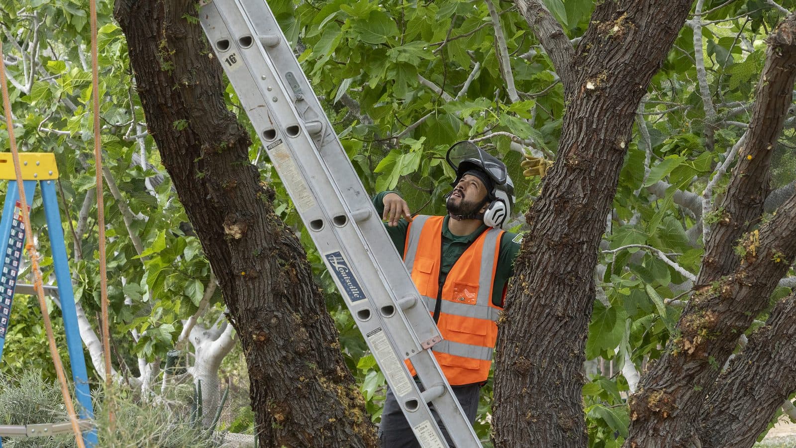 Tree crew member in a helmet, ear protection and safety vest on a ladder looking up into a tree canopy