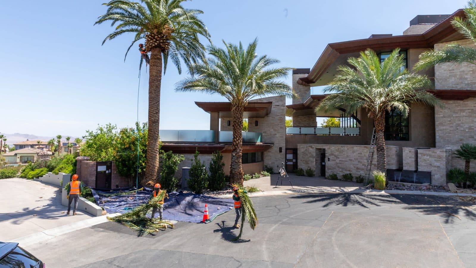 Commercial tree service in Las Vegas: crew trimming palms at a large modern property, with a climber in the palm and ground crew clearing fronds onto a tarp