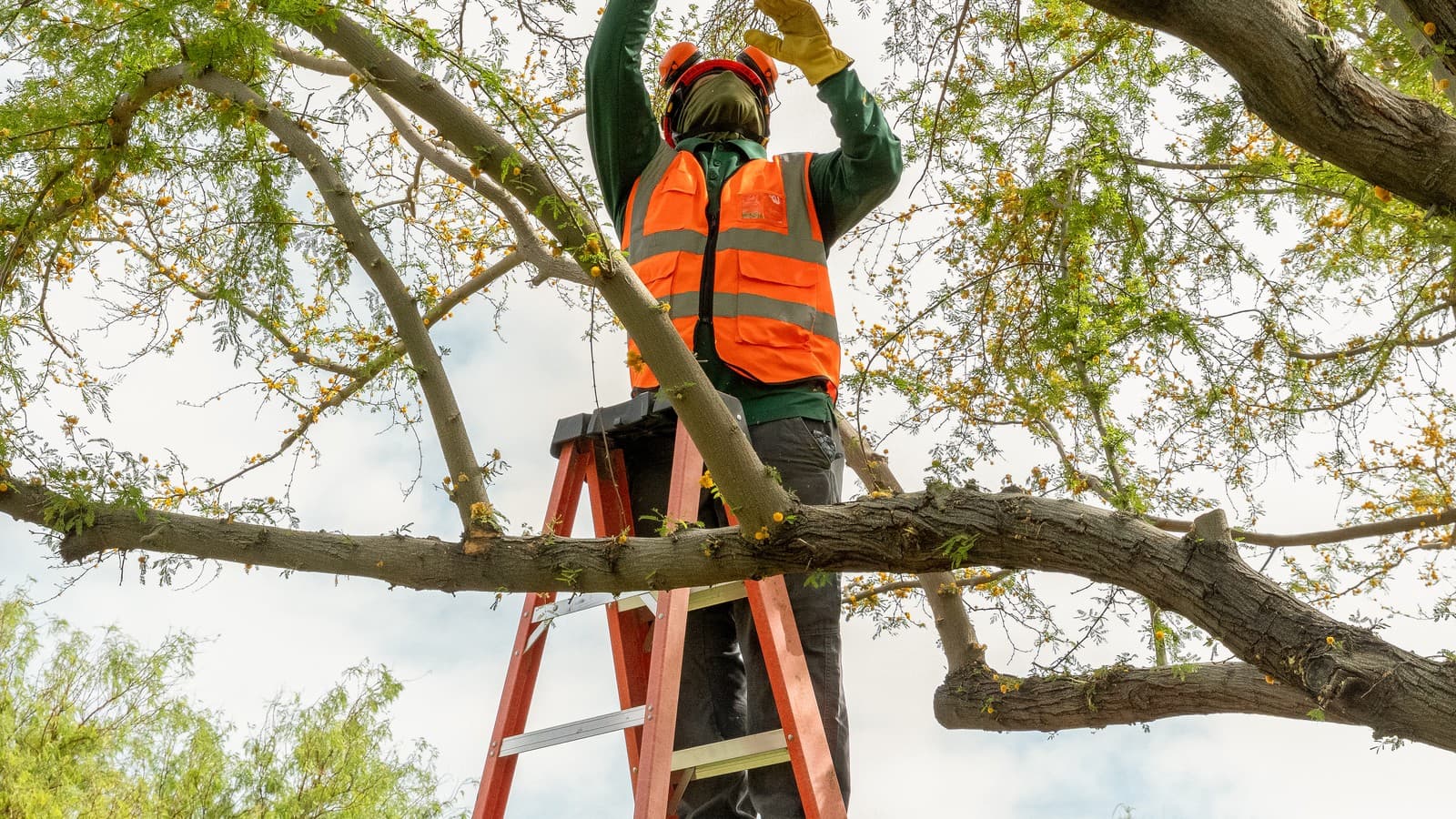 Benjamin's Tree Service arborist inspecting mesquite canopy from a ladder for pest damage in Las Vegas