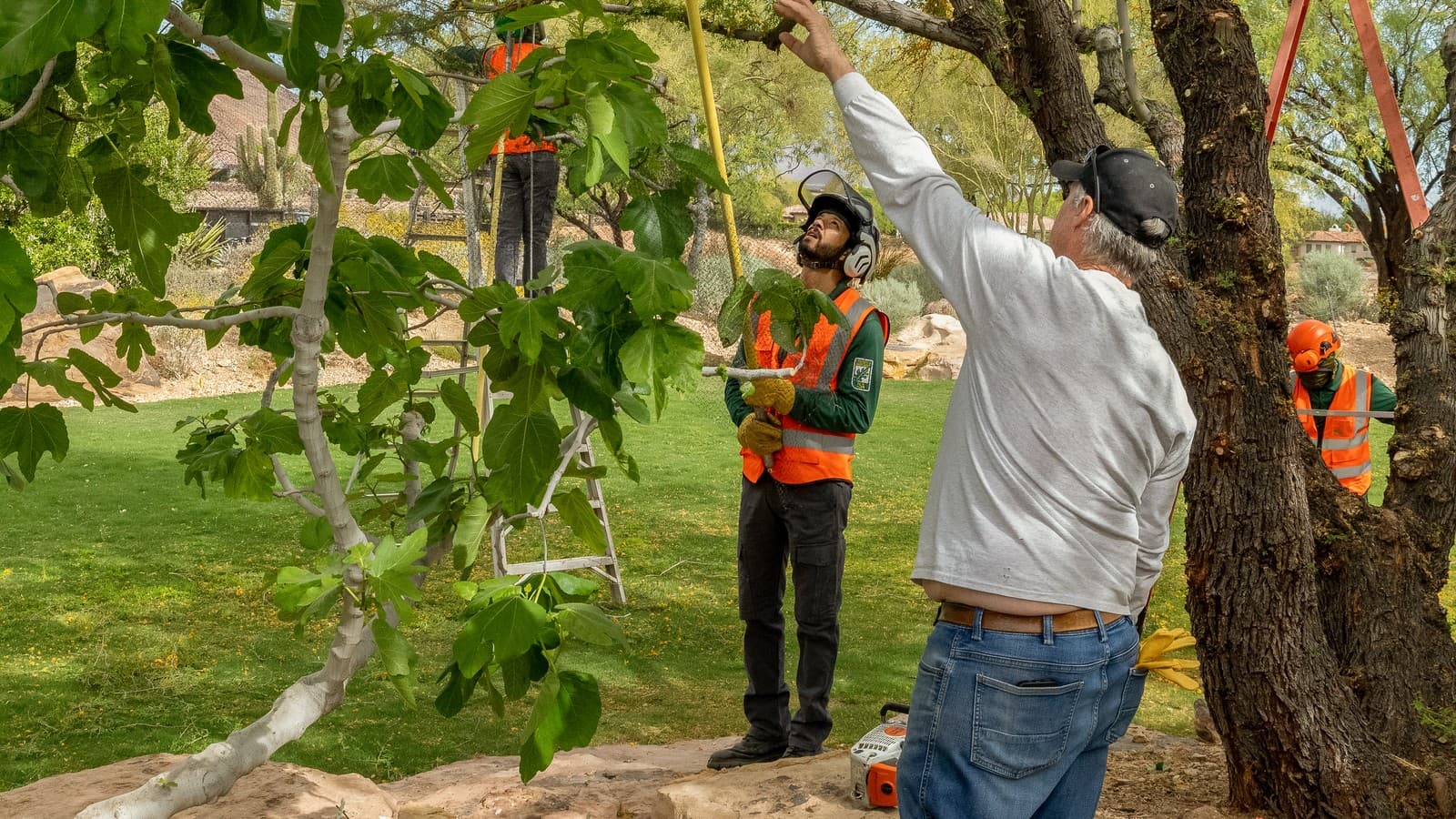 Benjamin's Tree Service arborist and crew inspecting a fig branch alongside a homeowner in a Las Vegas Valley yard