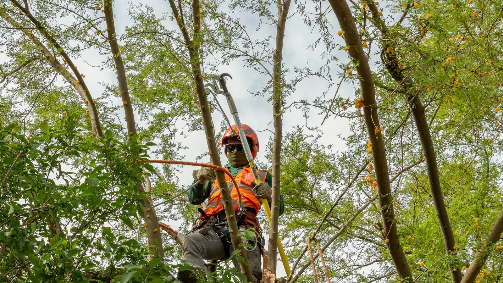 Benjamin's Tree Service arborist ascending into a mature tree's canopy on a rope and harness to reach upper branches