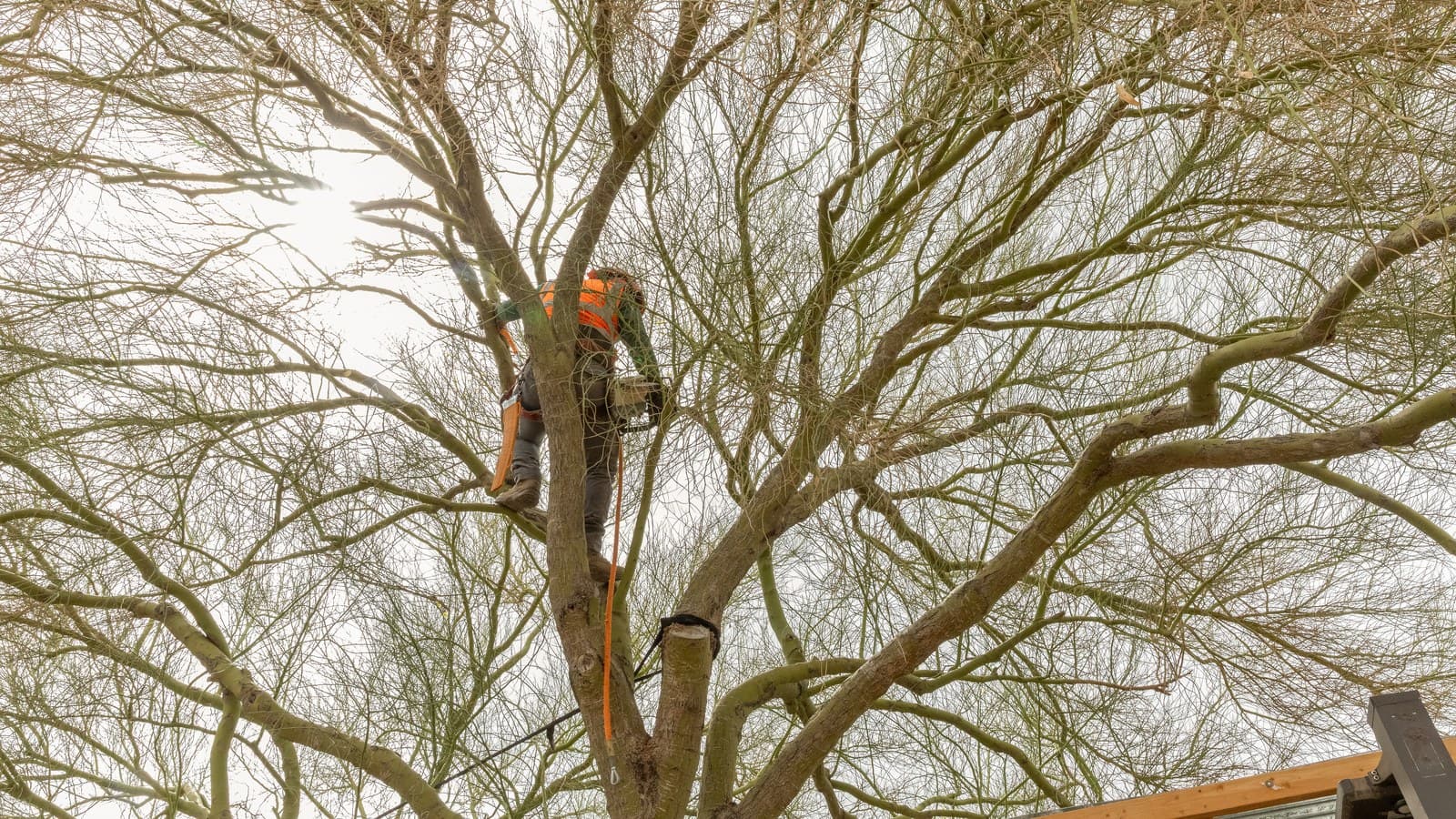 Benjamin's Tree Service arborist making a structural pruning cut high in a dormant tree's bare winter canopy