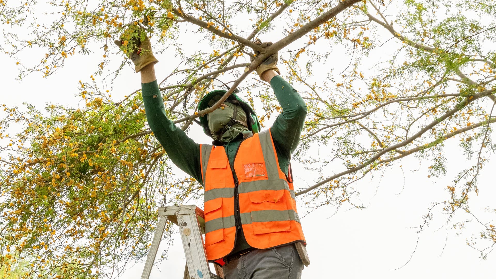 Crape Myrtle Pruning in Las Vegas: Avoid Crape Murder