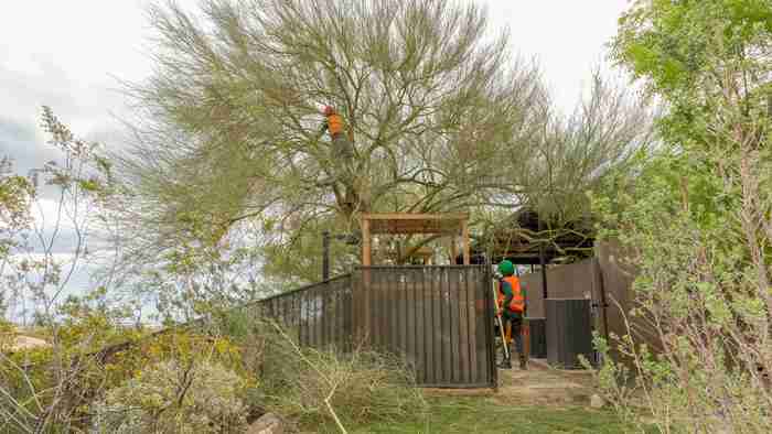 Fall Tree Care Tips for the Mojave Desert