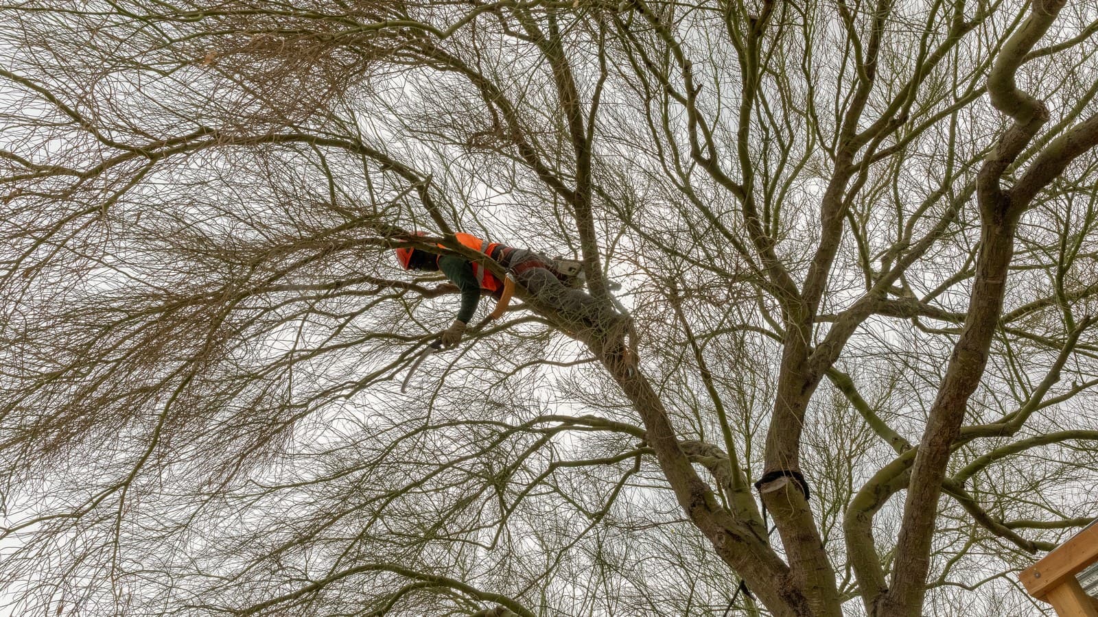 Benjamin's Tree Service crew member working in a Las Vegas Valley tree canopy
