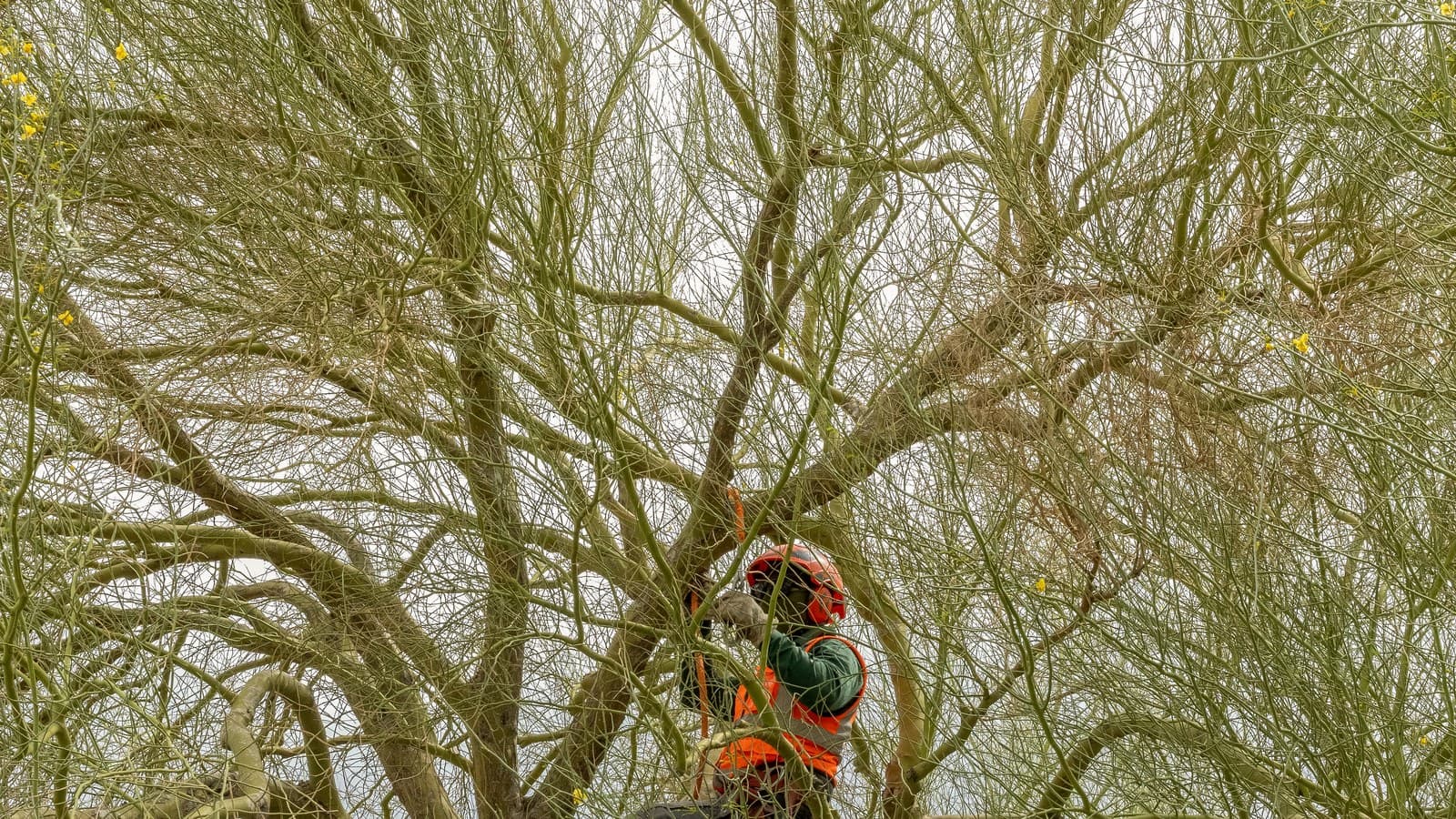 Benjamin's Tree Service arborist working a Las Vegas Valley canopy with visible seasonal foliage change