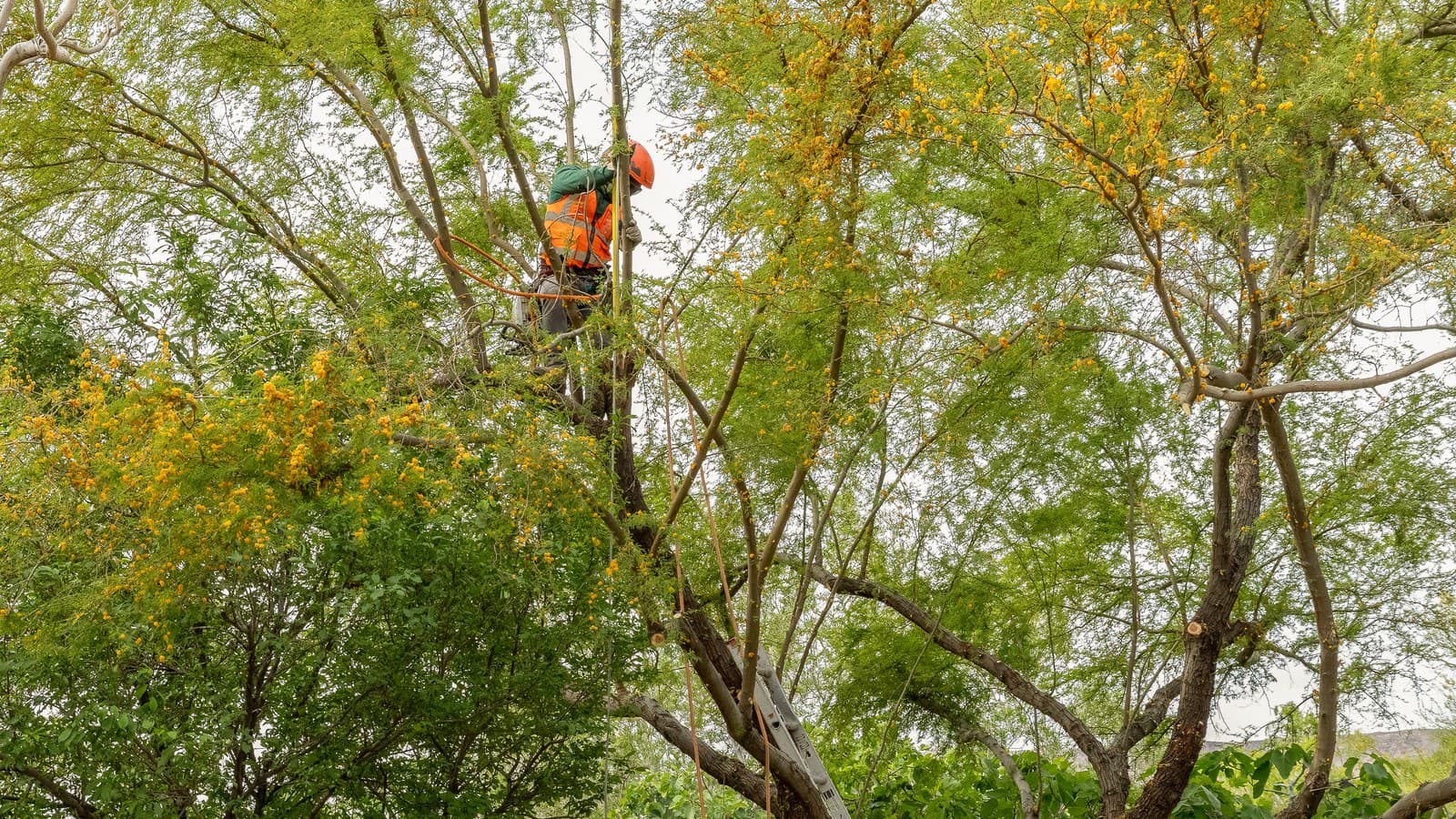 Benjamin's Tree Service arborist safely assessing canopy damage during fallen tree removal in Las Vegas