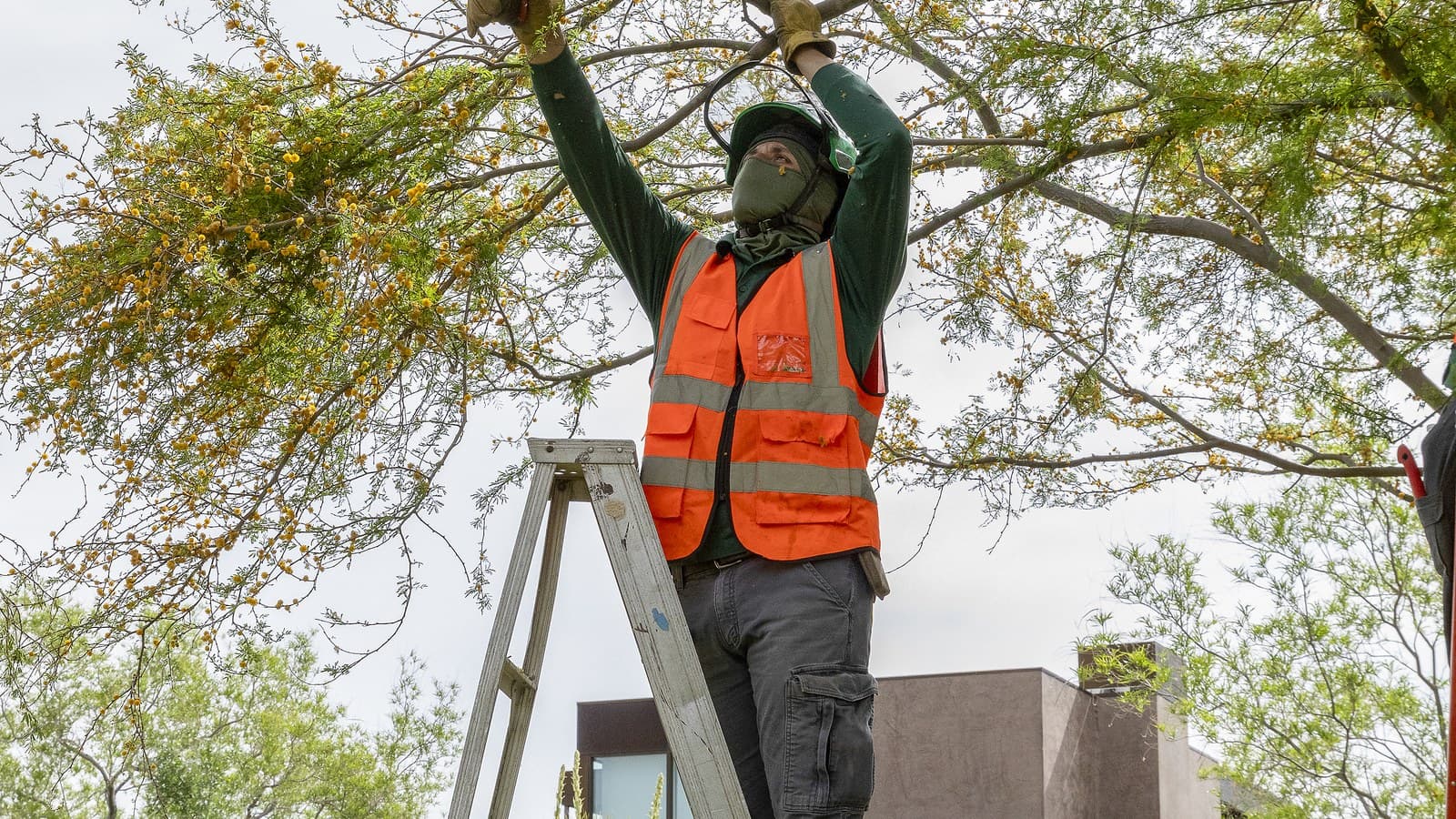 Benjamin's Tree Service crew member clearing hazardous limbs near a Las Vegas home during storm cleanup