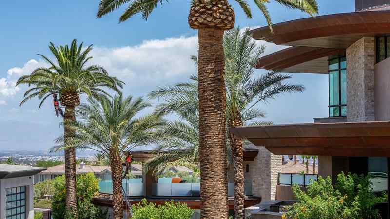 How Often Should You Trim Trees in the Las Vegas Desert Climate?