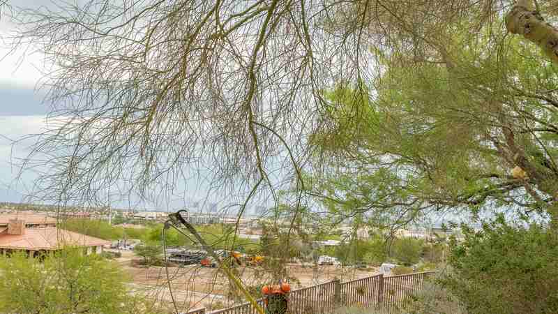 How to Protect Your Trees During Las Vegas Summer Heat