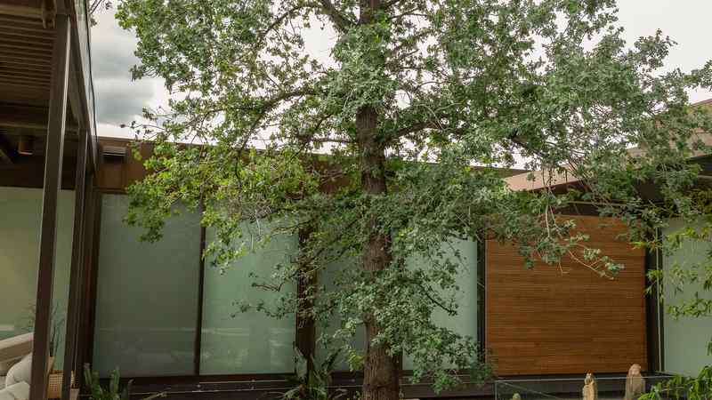 How to Tell When a Tree Needs Emergency Removal in Las Vegas