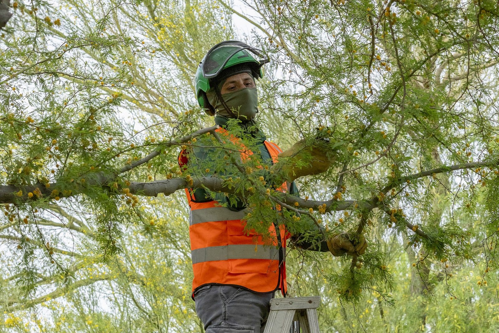Benjamin's Tree Service crew member pruning a mature desert tree from a ladder in the Las Vegas Valley