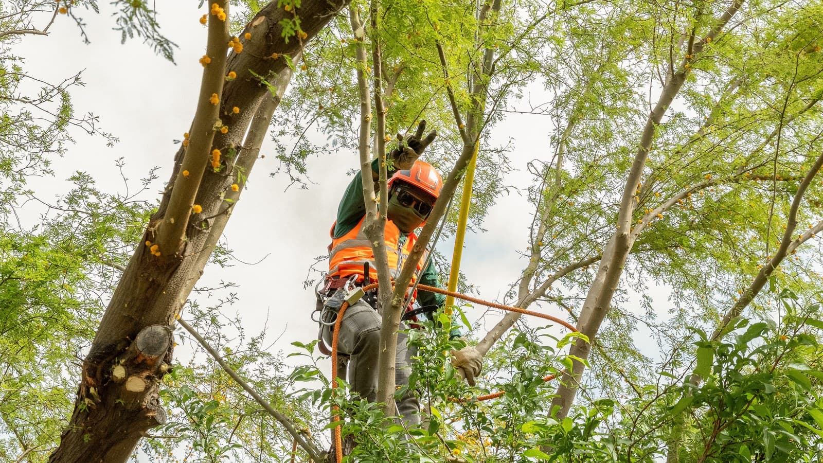 Benjamin's Tree Service ISA Certified Arborist climbing a mesquite canopy to inspect for storm damage in Las Vegas