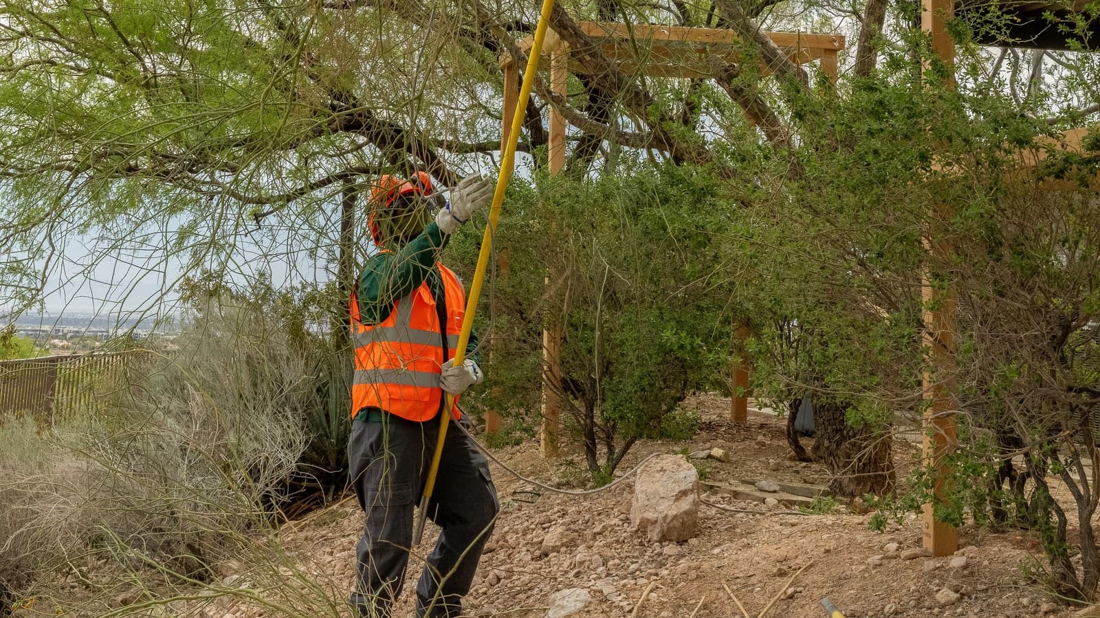 Benjamin's Tree Service arborist using a pole saw for selective pruning above a Las Vegas Valley hillside property