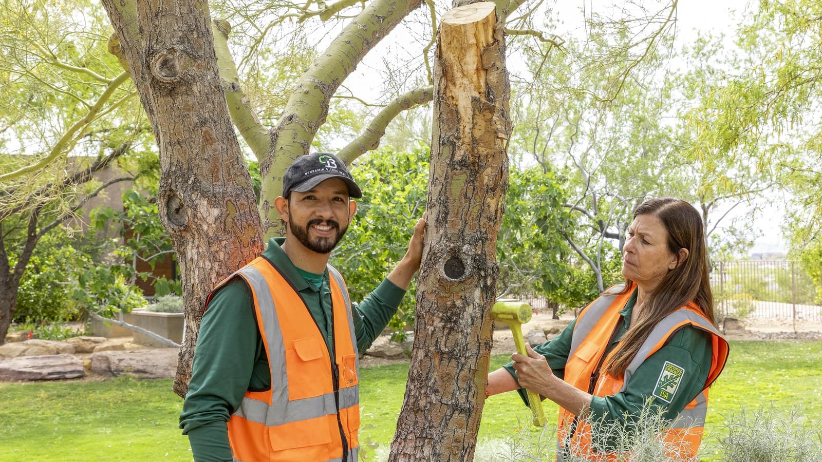 Benjamin's Tree Service crew performing a structural pruning cut on a mature tree in a Las Vegas yard