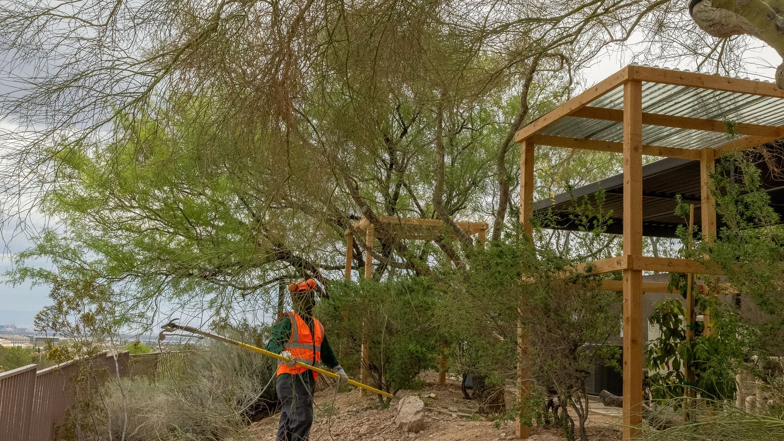 Benjamin's Tree Service crew working a hillside Las Vegas Valley property with a pole saw, city skyline visible below