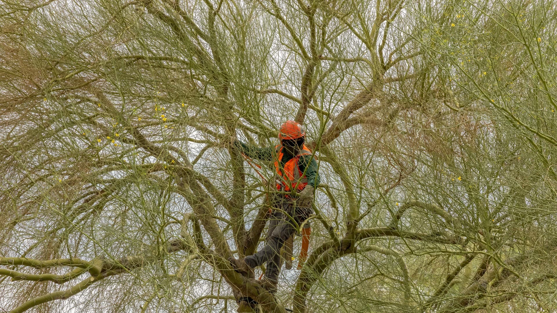 Palm Tree Removal in Las Vegas: A Homeowner's Guide