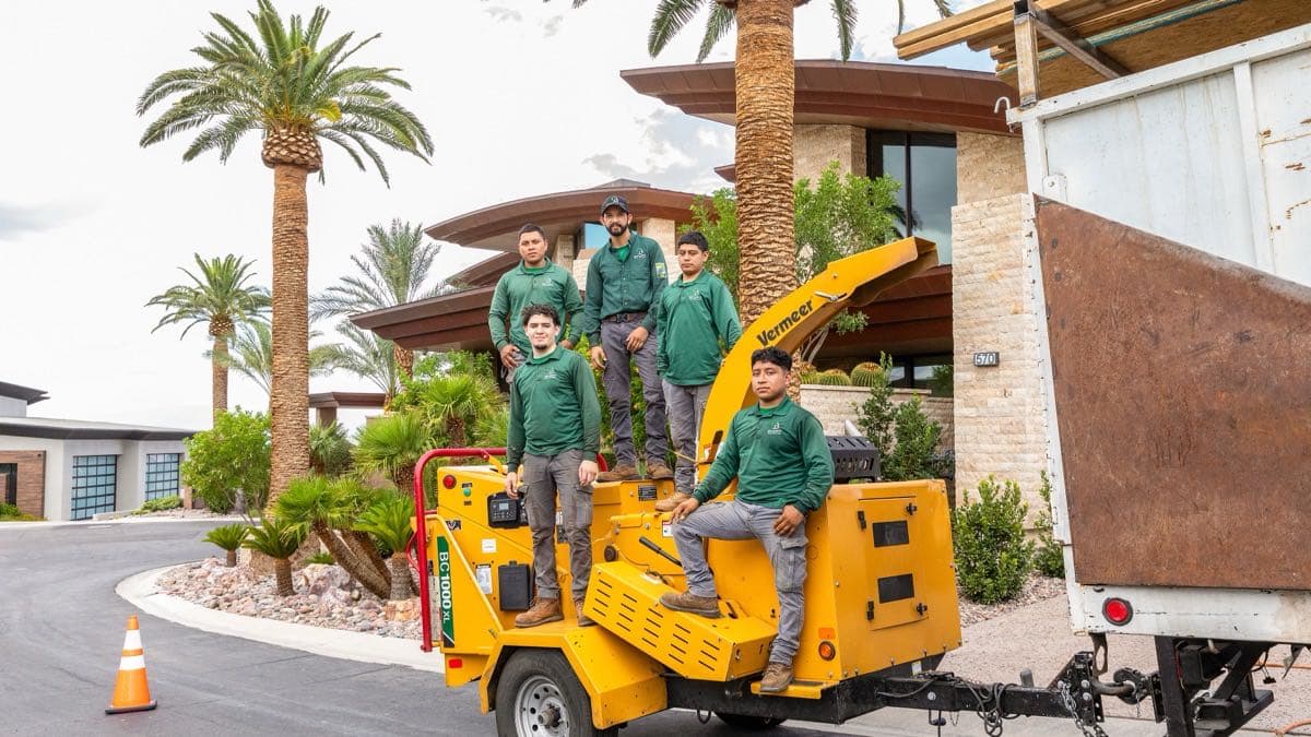 Palm Tree Trimming in Las Vegas: Homeowner's Guide