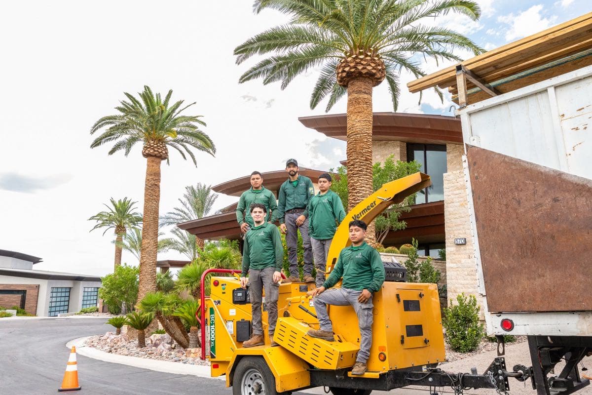 Benjamin's Tree Service professional palm tree trimming team in Las Vegas