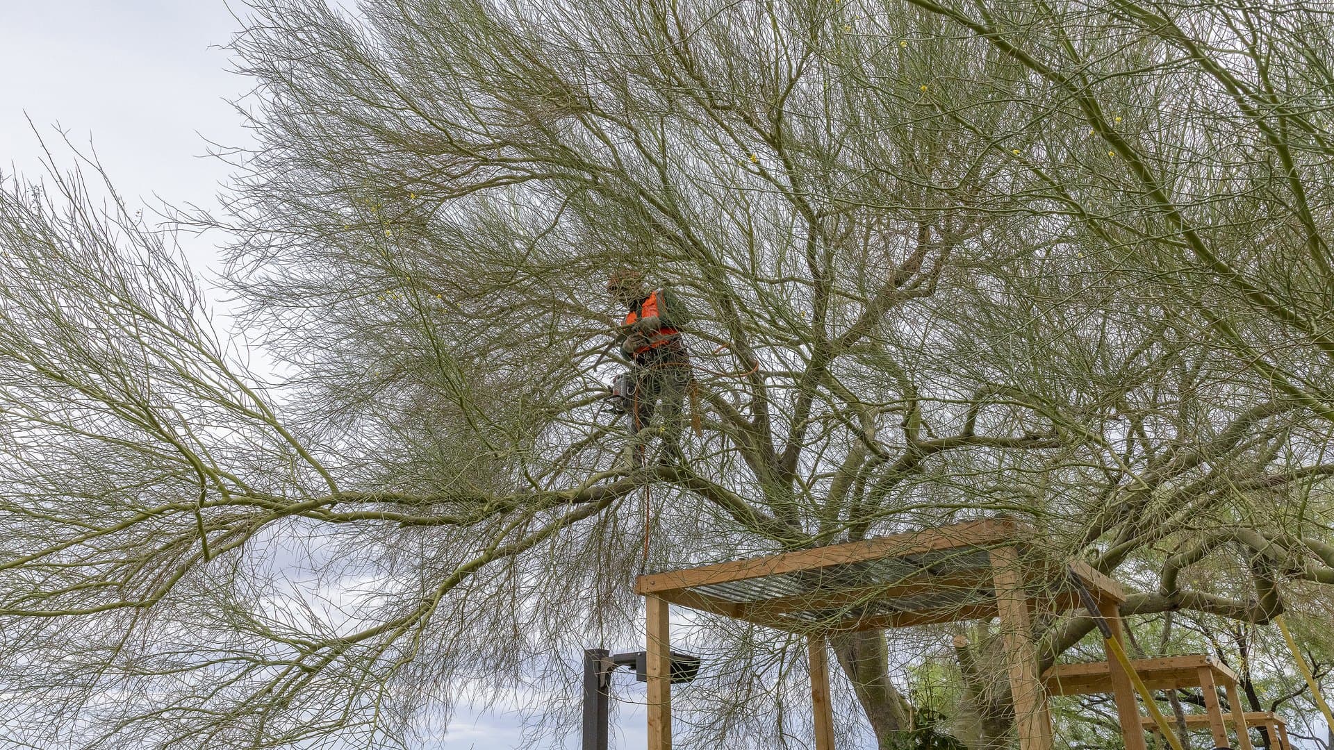 Palo Verde Tree Care in Las Vegas: A Seasonal Guide