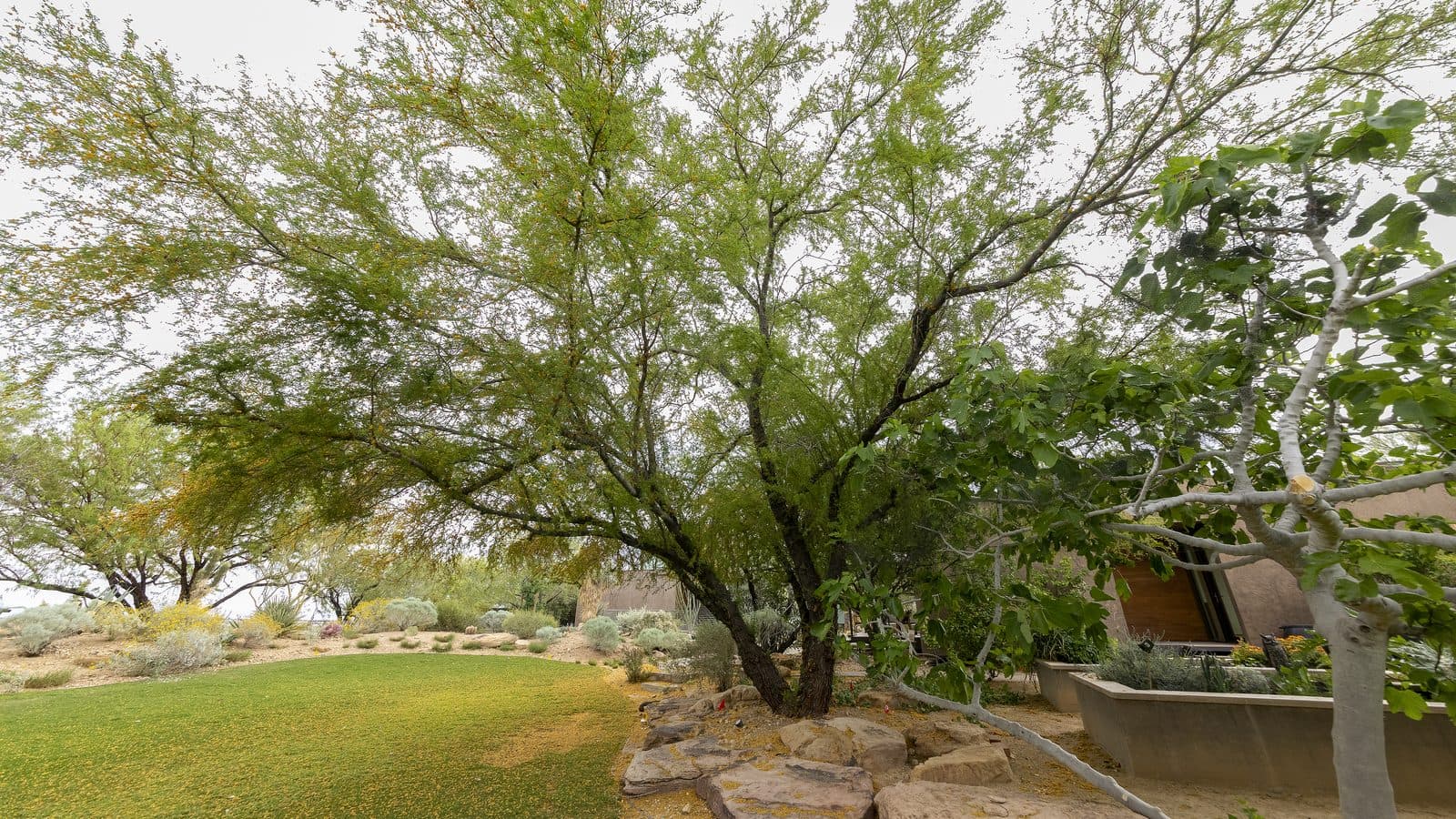 Landscaped Las Vegas yard with a healthy tree, lawn and rock border after tree work
