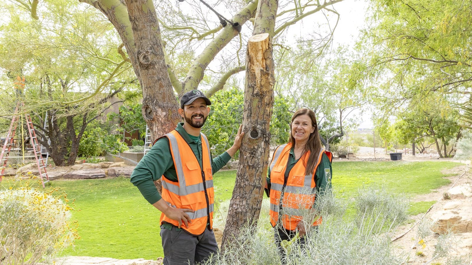 Benjamin's Tree Service crew inspecting a tree near a fence line after a tree falls on your neighbor's property in Las Vegas