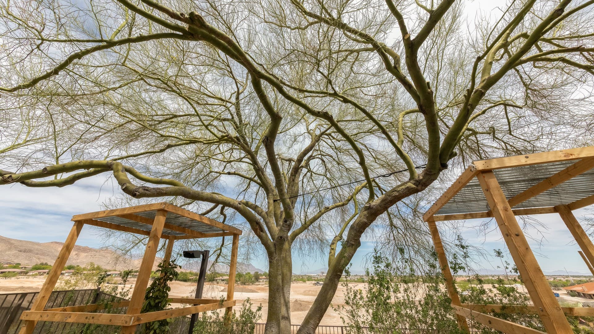 Tree Roots Near Foundations in Las Vegas: What to Do
