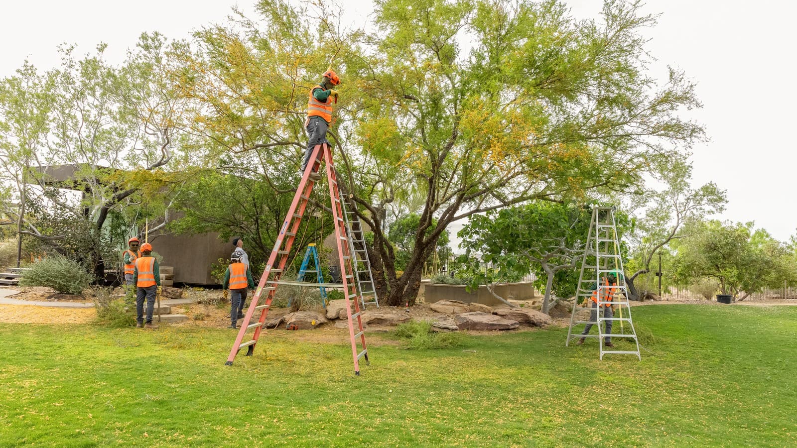 Benjamin's Tree Service crew trimming a mesquite growing among landscape boulders near a Las Vegas home