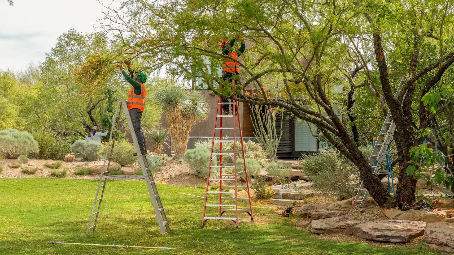 Tree Roots and Sewer Lines in Las Vegas: What to Know