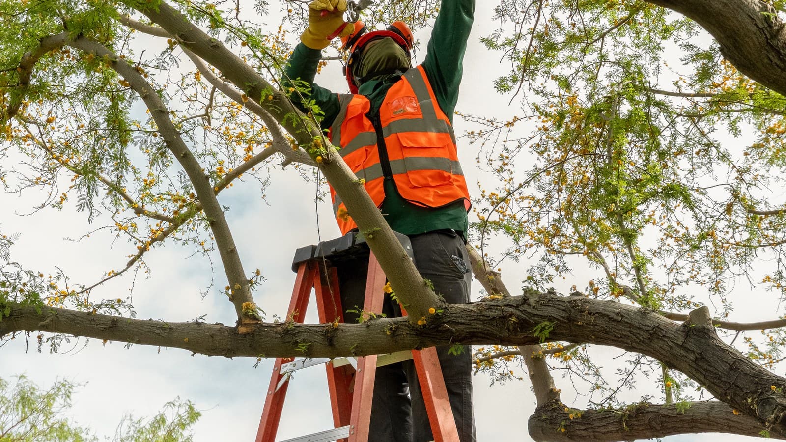 Benjamin's Tree Service crew member on a ladder pruning a flowering mesquite canopy in a Spring Valley yard