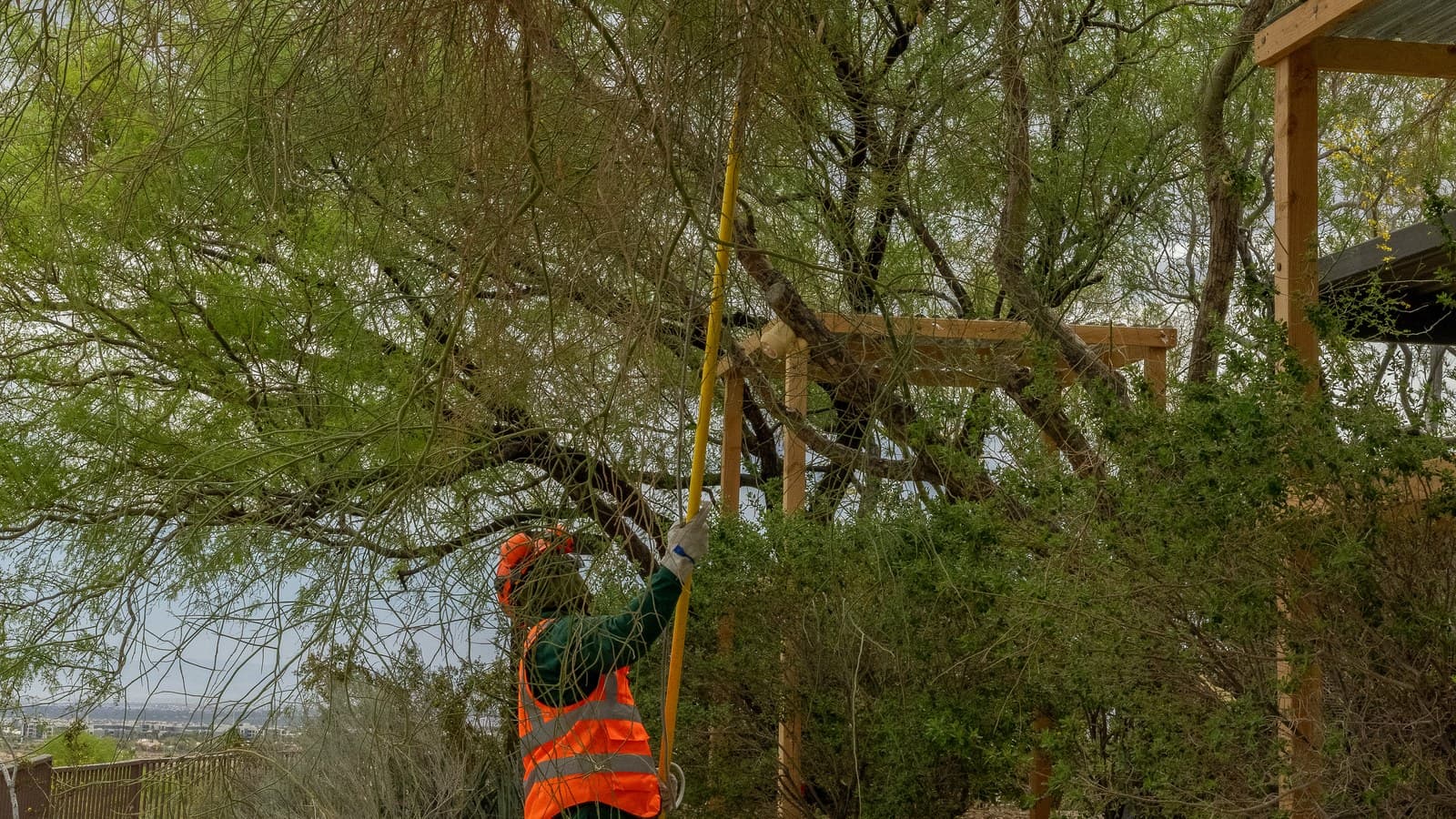 Benjamin's Tree Service arborist using a pole saw to prune a mesquite tree on a hillside Spring Valley property with the Las Vegas Valley skyline visible below