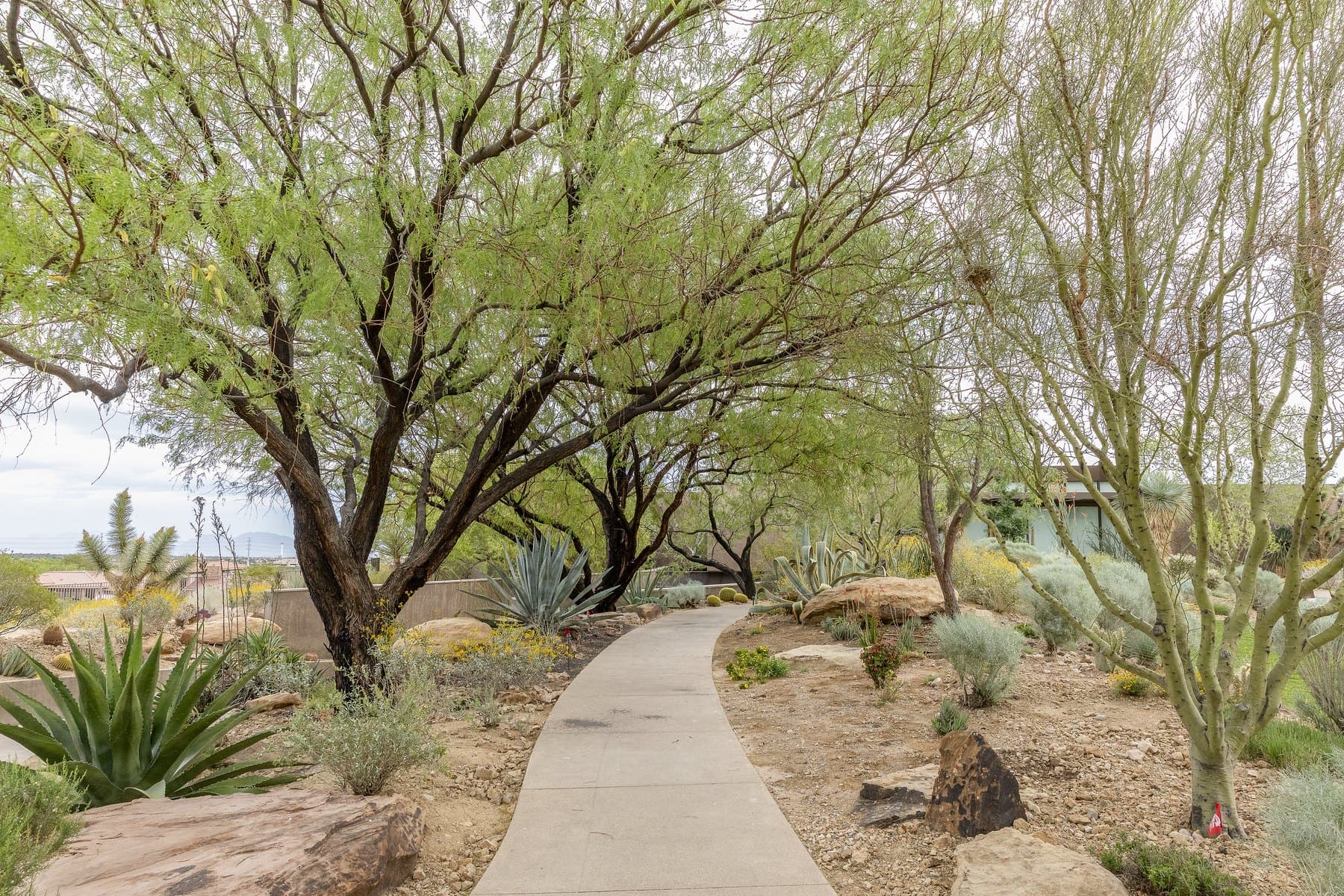 Tree Topping in Las Vegas: Why It Hurts Trees