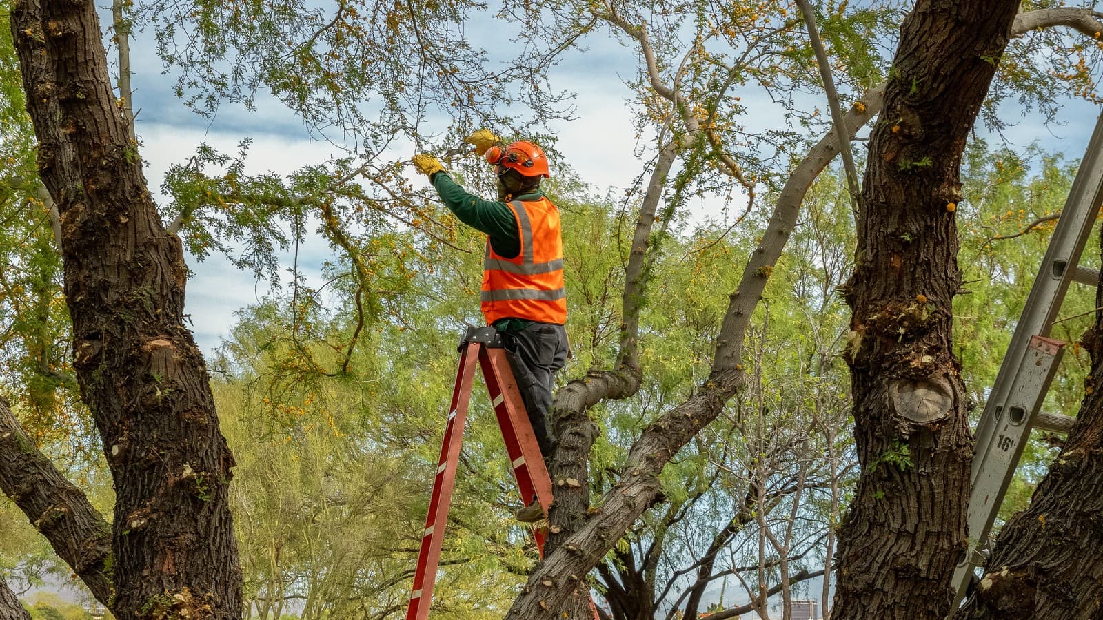 Benjamin's Tree Service arborist working from a ladder high in a mesquite canopy near overhead branch growth