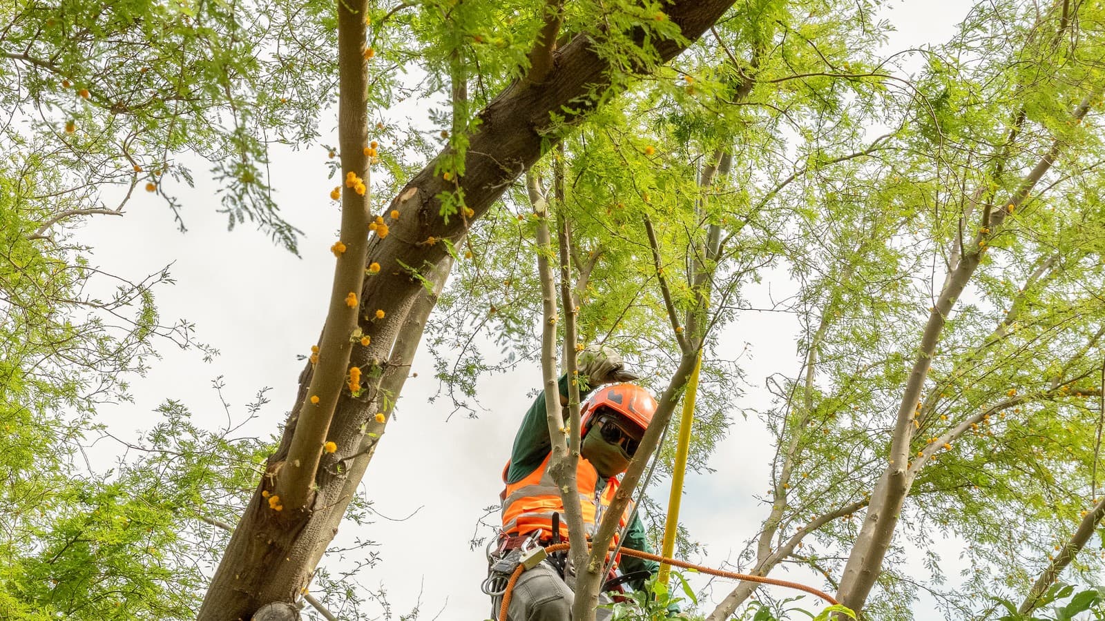 Benjamin's Tree Service arborist secured by rope and harness working high in a tree canopy